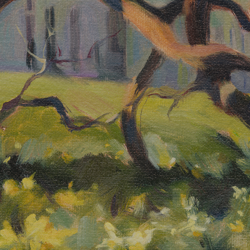 Black Walnut Tree, Hylands Park