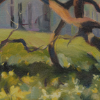 Black Walnut Tree, Hylands Park